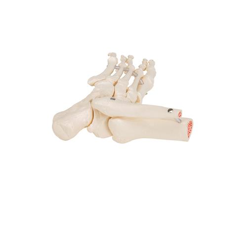 Foot & Ankle Skeleton, Elastic Mounted, 1019358 [A31/1], Leg and Foot Skeleton Models