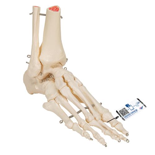 İnsan Ayak ve Ayak Bileği İskeleti, Tel Montajlı - 3B Smart Anatomy, 1019357 [A31], Ayak ve bacak iskelet modelleri