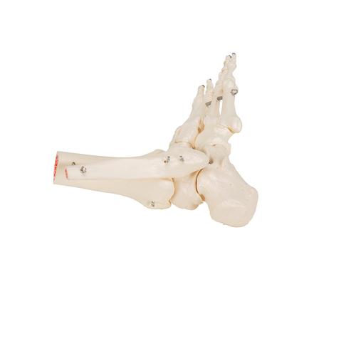İnsan Ayak ve Ayak Bileği İskeleti, Tel Montajlı - 3B Smart Anatomy, 1019357 [A31], Ayak ve bacak iskelet modelleri