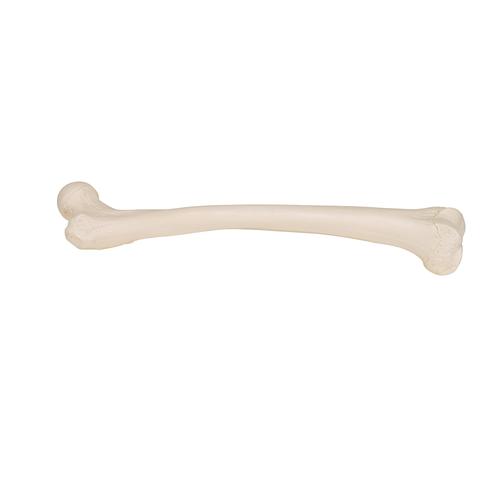 Human Femur, 1019360 [A35/1], Leg and Foot Skeleton Models