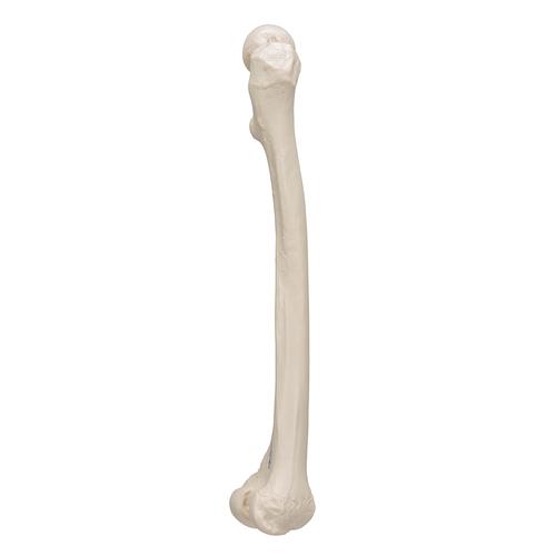 Human Femur, 1019360 [A35/1], Leg and Foot Skeleton Models