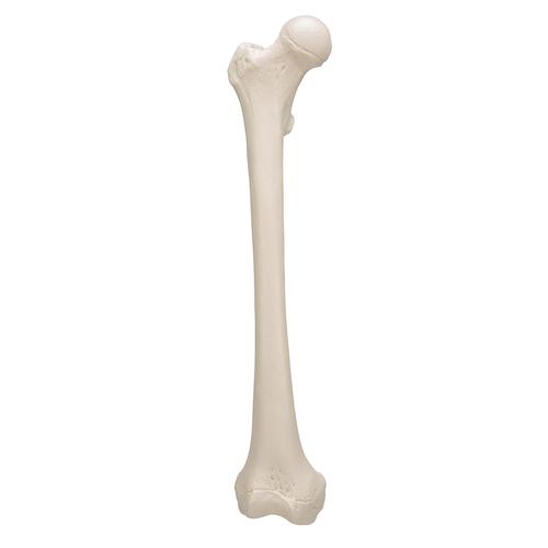 Human Femur, 1019360 [A35/1], Leg and Foot Skeleton Models