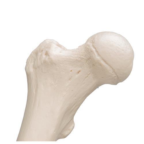 Uyluk Kemiği Modeli - 3B Smart Anatomy, 1019360 [A35/1], Ayak ve bacak iskelet modelleri