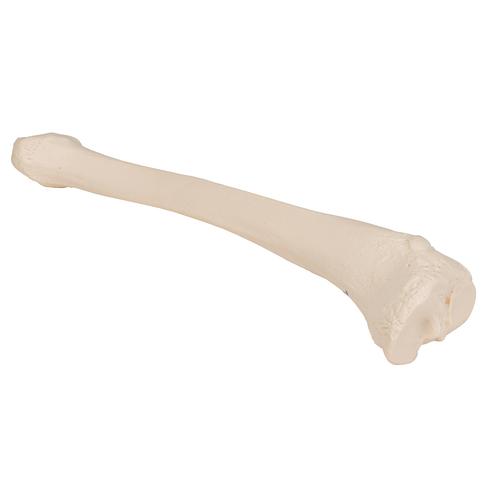 Human Tibia Model, 1019363 [A35/3], Leg and Foot Skeleton Models