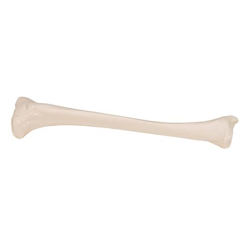 Human Tibia Model, 1019363 [A35/3], Leg and Foot Skeleton Models