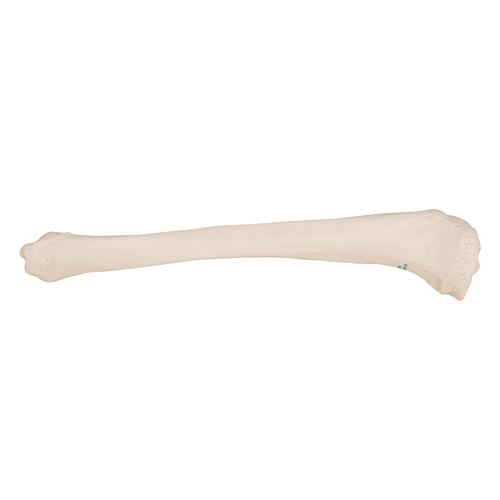 Human Tibia Model, 1019363 [A35/3], Leg and Foot Skeleton Models