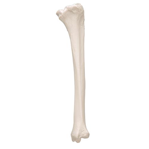 Human Tibia Model, 1019363 [A35/3], Leg and Foot Skeleton Models