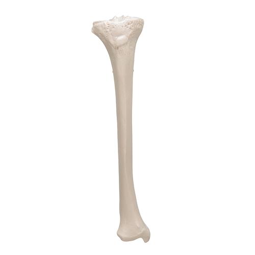 Human Tibia Model, 1019363 [A35/3], Leg and Foot Skeleton Models