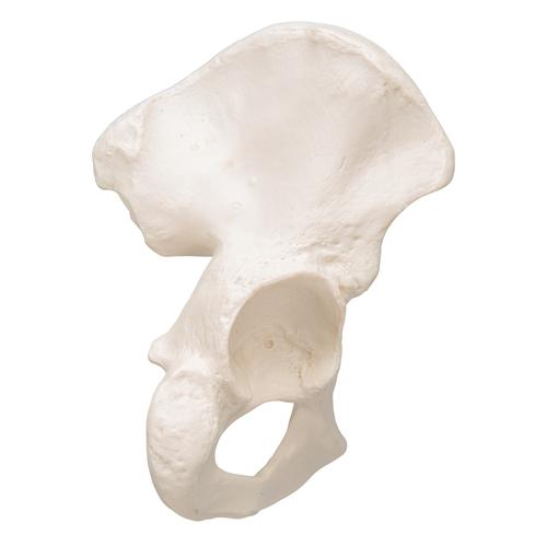 엉덩이 뼈 Human Hip Bone Model, 1019365 [A35/5], 다리 및 발 골격 모형