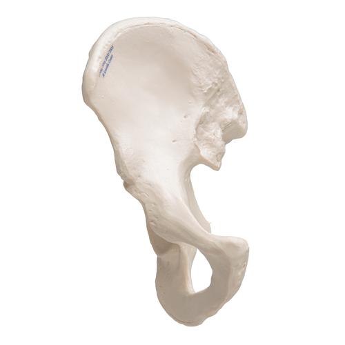 Human Hip Bone Model, 1019365 [A35/5], Leg and Foot Skeleton Models