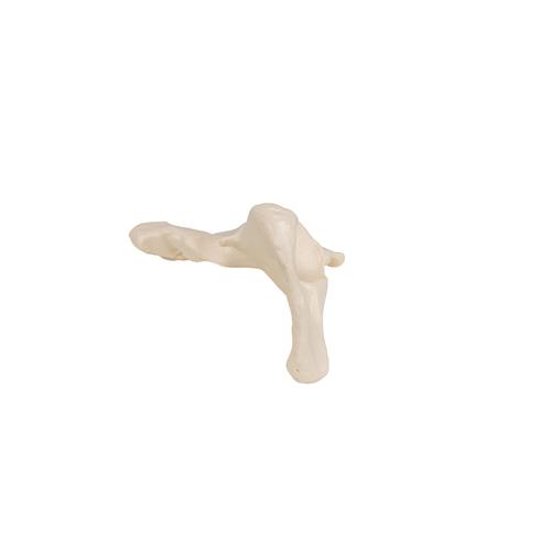 엉덩이 뼈 Human Hip Bone Model, 1019365 [A35/5], 다리 및 발 골격 모형