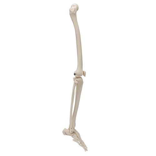 Human Skeleton of Leg with Foot, Wire Mounted, 1019359 [A35], Leg and Foot Skeleton Models