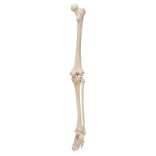 Human Skeleton of Leg with Foot, Wire Mounted, 1019359 [A35], Leg and Foot Skeleton Models