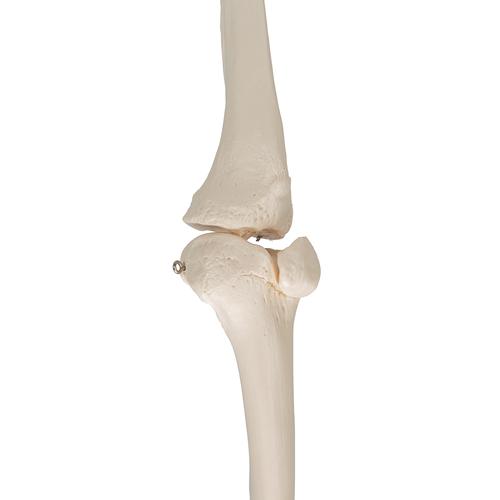 Bacak ve Ayak İskeleti, Tel Montajlı - 3B Smart Anatomy, 1019359 [A35], Ayak ve bacak iskelet modelleri