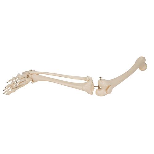 Human Skeleton of Leg with Foot, Wire Mounted, 1019359 [A35], Leg and Foot Skeleton Models