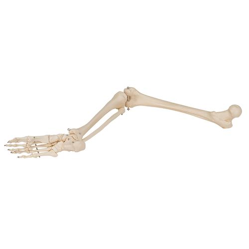 Human Skeleton of Leg with Foot, Wire Mounted, 1019359 [A35], Leg and Foot Skeleton Models