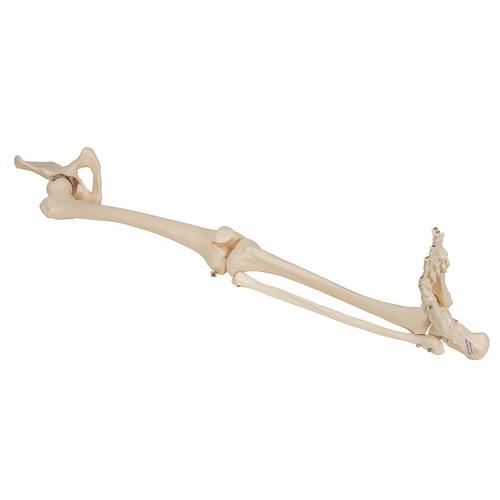 Human Leg Skeleton Model with Hip Bone, 1019366 [A36], Leg and Foot Skeleton Models