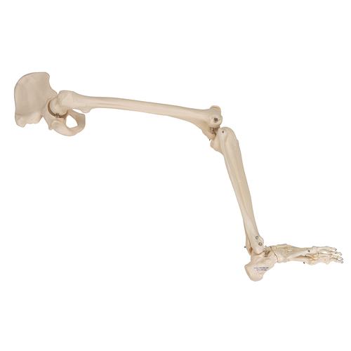 Human Leg Skeleton Model with Hip Bone, 1019366 [A36], Leg and Foot Skeleton Models