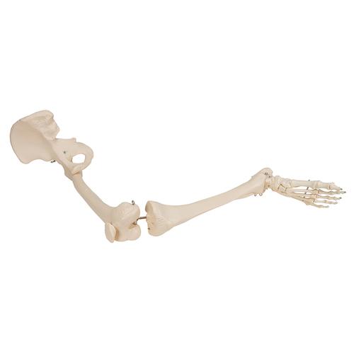 Human Leg Skeleton Model with Hip Bone, 1019366 [A36], Leg and Foot Skeleton Models