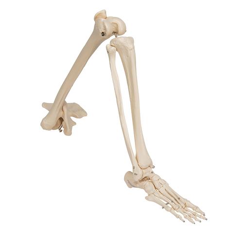 Human Leg Skeleton Model with Hip Bone, 1019366 [A36], Leg and Foot Skeleton Models