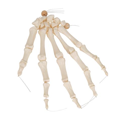 İnsan El İskeleti Modeli, Naylon İp Üzerine Gevşek İpli - 3B Smart Anatomy, 1019368 [A40/2], El ve kol iskelet modelleri
