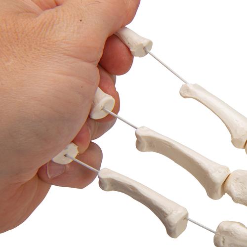 İnsan El İskeleti Modeli, Naylon İp Üzerine Gevşek İpli - 3B Smart Anatomy, 1019368 [A40/2], El ve kol iskelet modelleri