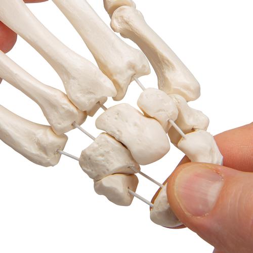 Human Hand Skeleton Model, Loosely on Nylon String, 1019368 [A40/2], Arm and Hand Skeleton Models