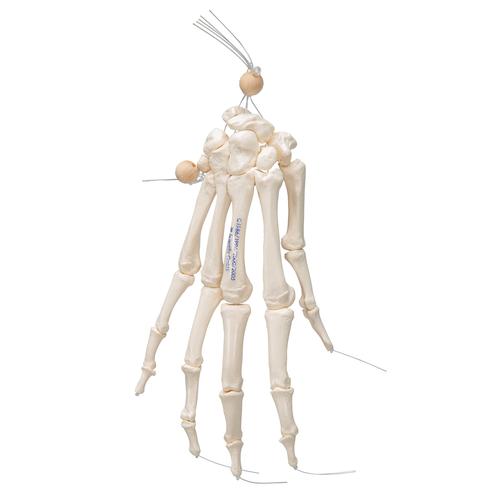 Human Hand Skeleton Model, Loosely on Nylon String, 1019368 [A40/2], Arm and Hand Skeleton Models