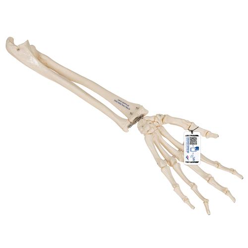 Esqueleto de la mano con partes de ulna y radio, ensartado flexiblemente, 1019369 [A40/3], Modelos de esqueleto de brazo y mano