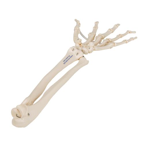 Human Hand Skeleton Model with Ulna & Radius, Elastic Mounted String, 1019369 [A40/3], Arm and Hand Skeleton Models