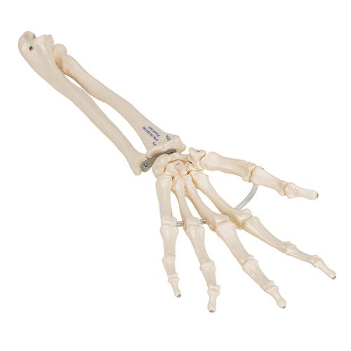 Esqueleto de la mano con partes de ulna y radio, ensartado flexiblemente, 1019369 [A40/3], Modelos de esqueleto de brazo y mano