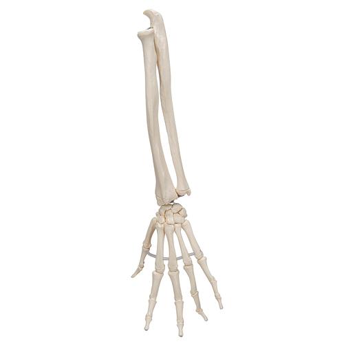 Esqueleto de la mano con partes de ulna y radio, ensartado flexiblemente, 1019369 [A40/3], Modelos de esqueleto de brazo y mano