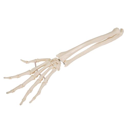 Human Hand Skeleton Model with Ulna & Radius, Elastic Mounted String, 1019369 [A40/3], Arm and Hand Skeleton Models