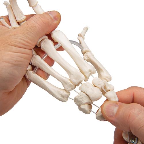 Human Hand Skeleton Model with Ulna & Radius, Elastic Mounted String, 1019369 [A40/3], Arm and Hand Skeleton Models