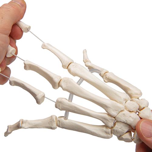 İnsan El İskeleti Modeli, Ulna ve Radius ile, Elastik Montajlı İp, 1019369 [A40/3], El ve kol iskelet modelleri