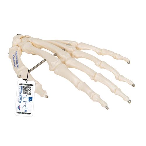 Human Hand Skeleton Model, Wire Mounted, 1019367 [A40], Arm and Hand Skeleton Models