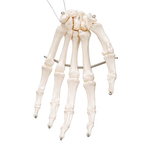 Human Hand Skeleton Model, Wire Mounted, 1019367 [A40], Arm and Hand Skeleton Models