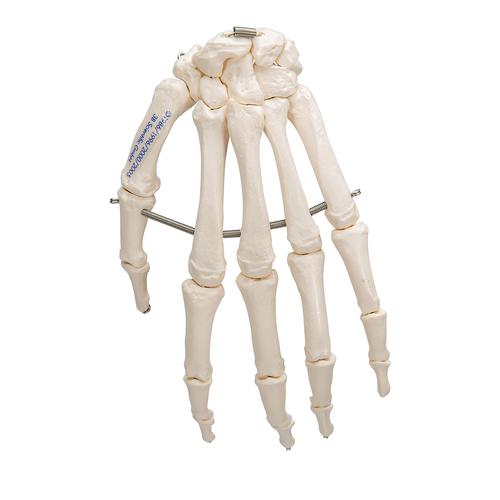 Human Hand Skeleton Model, Wire Mounted, 1019367 [A40], Arm and Hand Skeleton Models