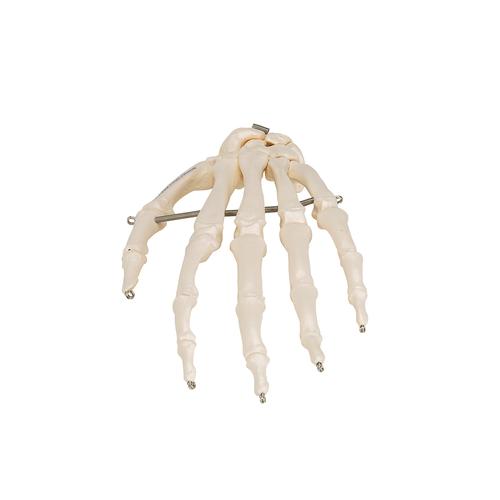 Human Hand Skeleton Model, Wire Mounted, 1019367 [A40], Arm and Hand Skeleton Models