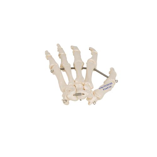 Human Hand Skeleton Model, Wire Mounted, 1019367 [A40], Arm and Hand Skeleton Models