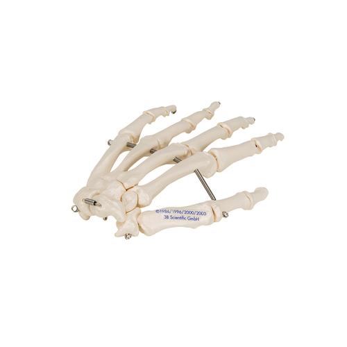 İnsan El İskeleti Modeli, Tel Montajlı - 3B Smart Anatomy, 1019367 [A40], El ve kol iskelet modelleri