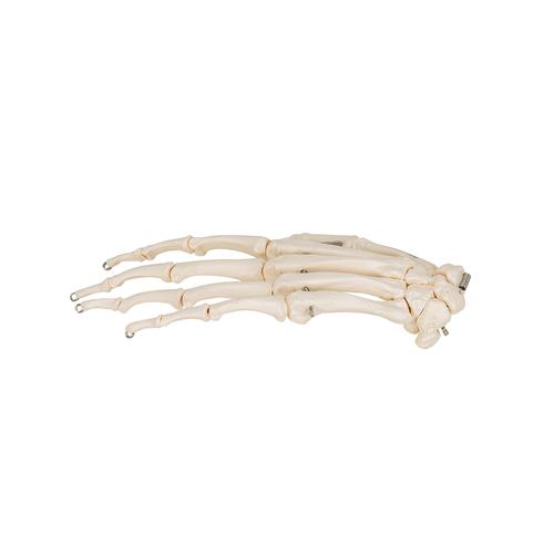 Human Hand Skeleton Model, Wire Mounted, 1019367 [A40], Arm and Hand Skeleton Models