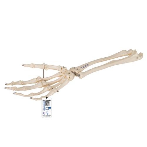 Human Hand Skeleton Model with Ulna & Radius, Wire Mounted, 1019370 [A41], Arm and Hand Skeleton Models