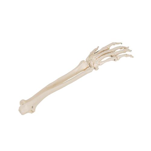 Human Hand Skeleton Model with Ulna & Radius, Wire Mounted, 1019370 [A41], Arm and Hand Skeleton Models