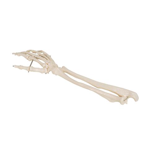 Human Hand Skeleton Model with Ulna & Radius, Wire Mounted, 1019370 [A41], Arm and Hand Skeleton Models