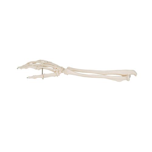 Human Hand Skeleton Model with Ulna & Radius, Wire Mounted, 1019370 [A41], Arm and Hand Skeleton Models