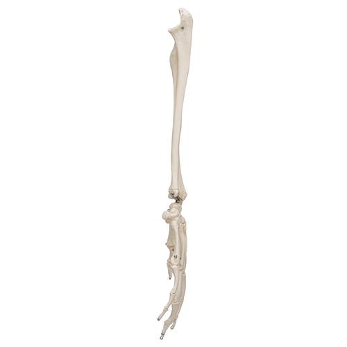 Human Hand Skeleton Model with Ulna & Radius, Wire Mounted, 1019370 [A41], Arm and Hand Skeleton Models