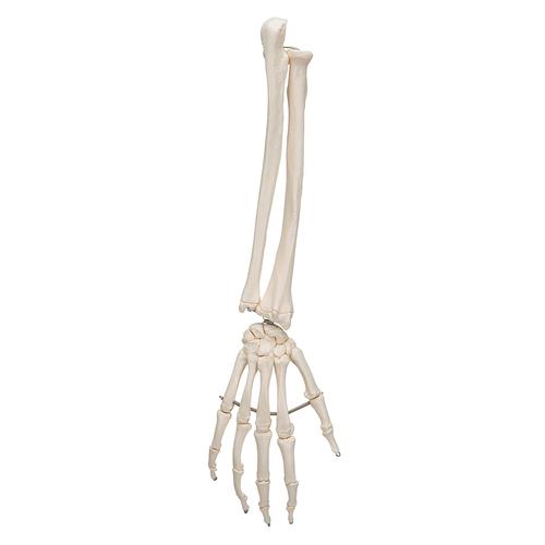 Human Hand Skeleton Model with Ulna & Radius, Wire Mounted, 1019370 [A41], Arm and Hand Skeleton Models