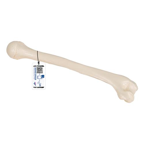 상완골  Human Humerus Model, 1019372 [A45/1], 팔 및 손 골격 모형