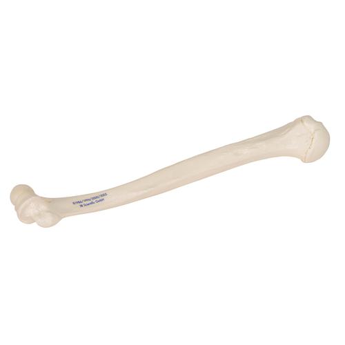 상완골  Human Humerus Model, 1019372 [A45/1], 팔 및 손 골격 모형